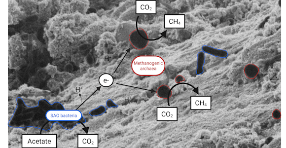 Bacteria (blue) and archaea (red) interact on conductive particles. The bacteria oxidize acetate to CO₂ and release electrons (e⁻), which move via the particles to the archaea, reducing CO₂ to methane (CH₄).