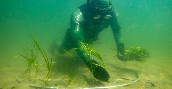 Eelgrass shoots is being planted in Denmark.