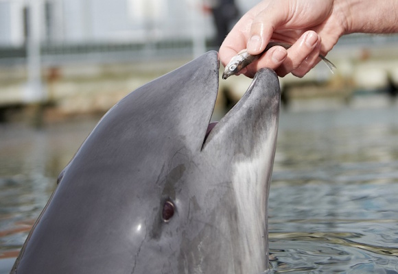 This porpoise is named Freja, and she lives at Fjord&Bælt in Kerteminde.