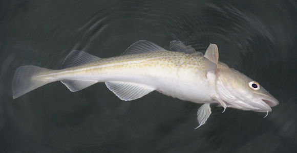 A dead cod floats on the surface 