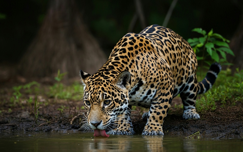 A jaguar drinks water in a stream.