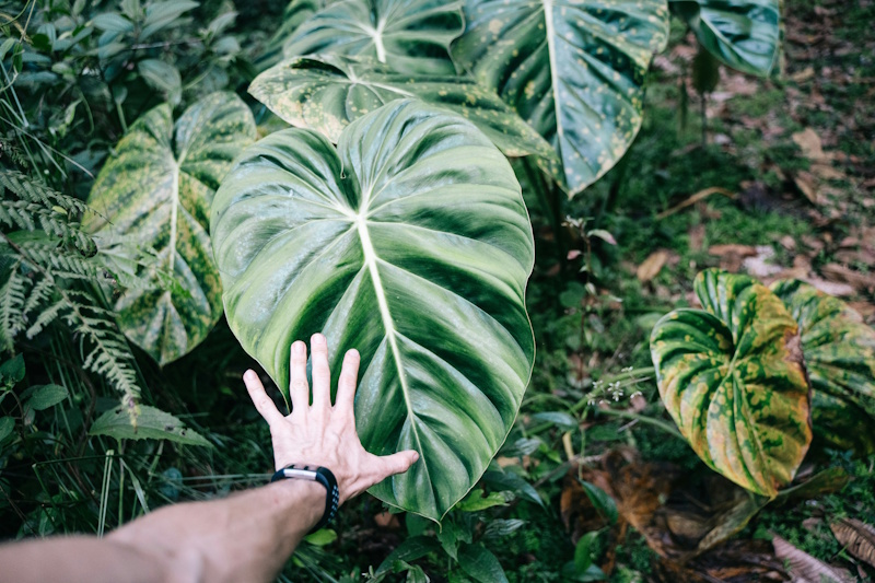 You are looking down at amazon forest undergrowth. Leaves are very big. a human hand reaches down, and you can see, that the leaf is almost 10 bigger than the hand. 