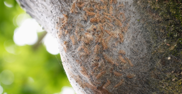 Oak processionary moth caterpillars in a communal silk nest on an oak tree.