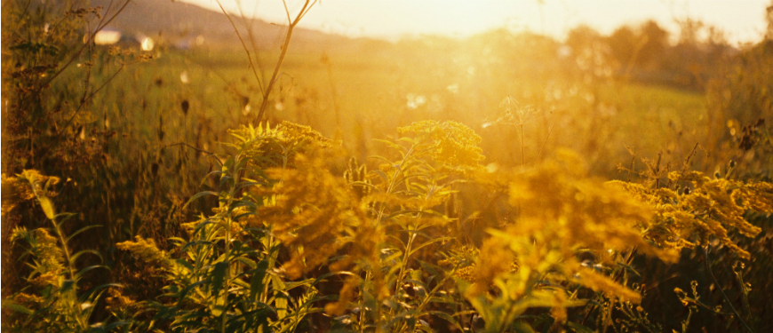 Gyldne sommerblomster med solopgang i baggrunden