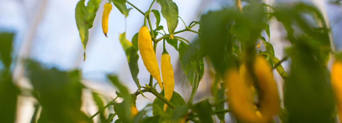 Gule chili, der vokser på en grøn plante.