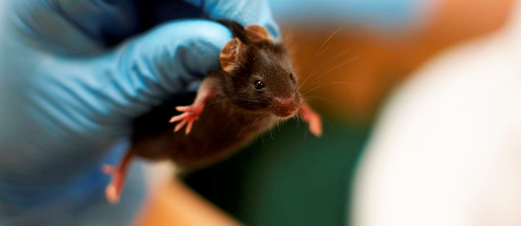 A small dark laboratory mouse held in a blue-gloved hand.