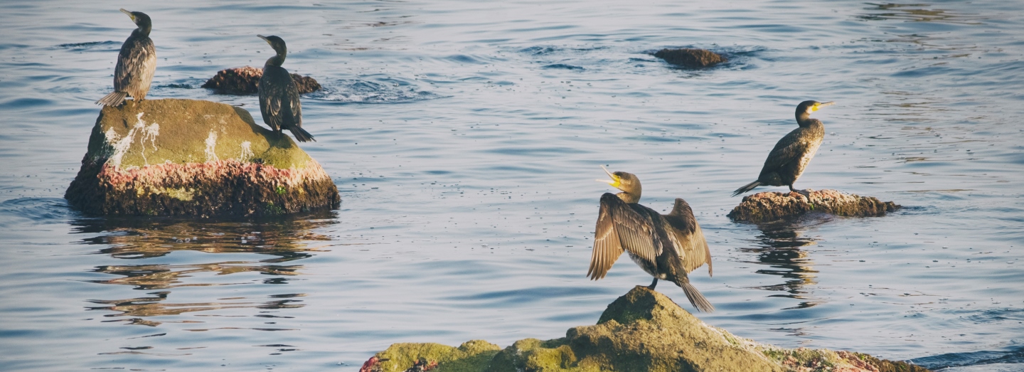 Cormorants perched on rocks in shallow coastal water, including one bird with wings spread open.
