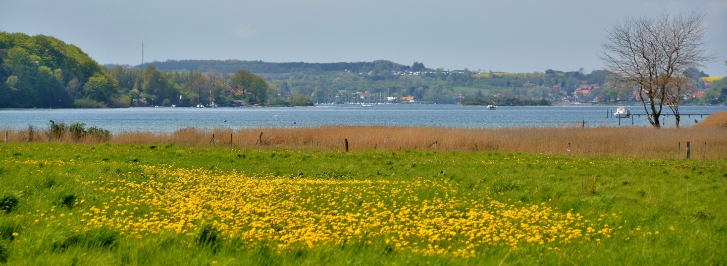 Panoramisk udsigt over en grøn eng med gule blomster ved en fjord, med siv, træer og bakker i baggrunden.