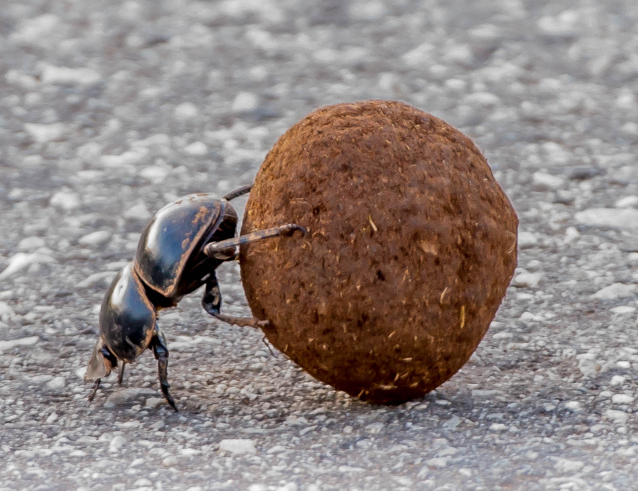 Sort møgbille, der ruller en brun kugle på grå asfalt.