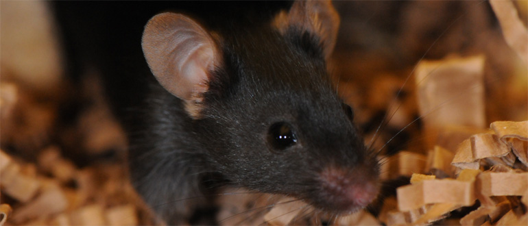 Close-up of a black mouse in wood shavings Mouse