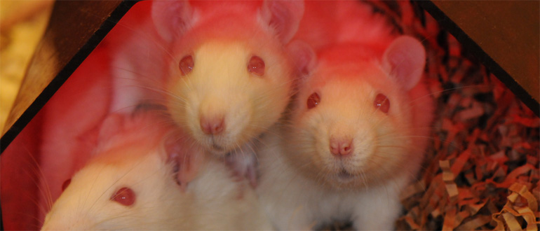 Three white rats sitting close together under a red translucent cover with bedding beside them.