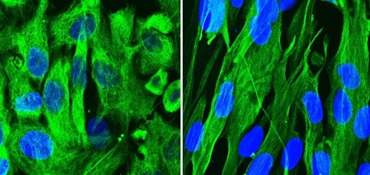 Cells