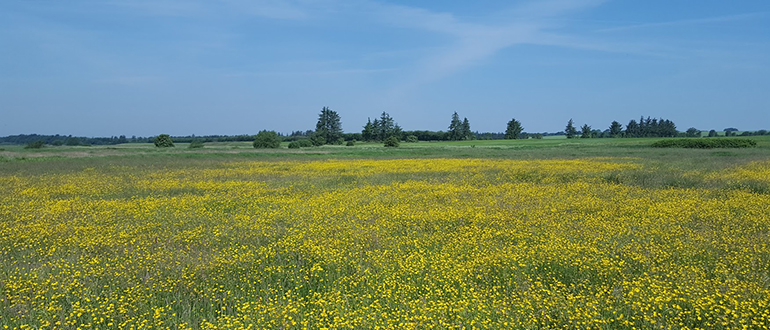 Yellow wildflower meadow under a blue sky Panoramic view of a meadow filled with small yellow wildflowers and distant trees under a blue sky.