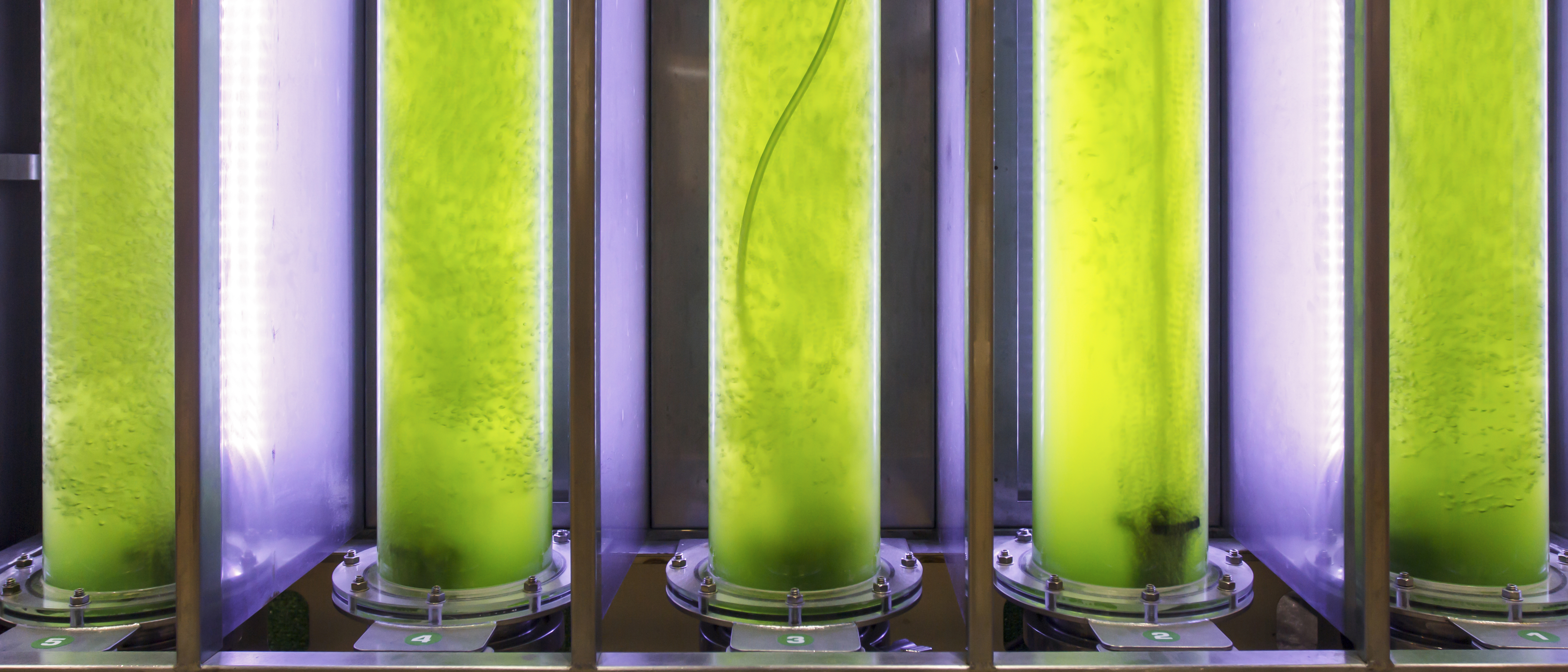 Close-up of illuminated vertical tubes containing green algae culture in a bioreactor system with base labels 5, 4, 3, 2, and 1.