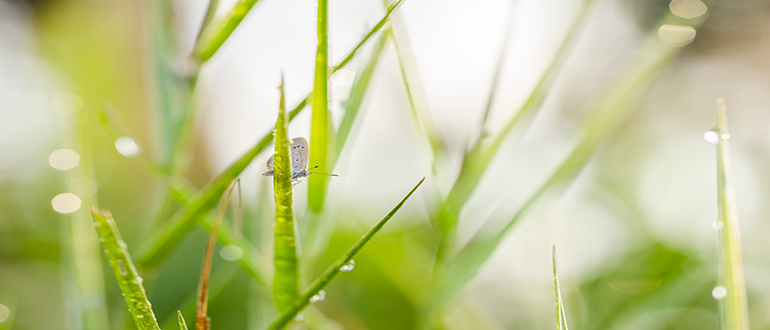 Small butterfly resting on dew-covered grass Small butterfly on a blade of grass surrounded by dew-covered grass in a soft-focus natural setting.
