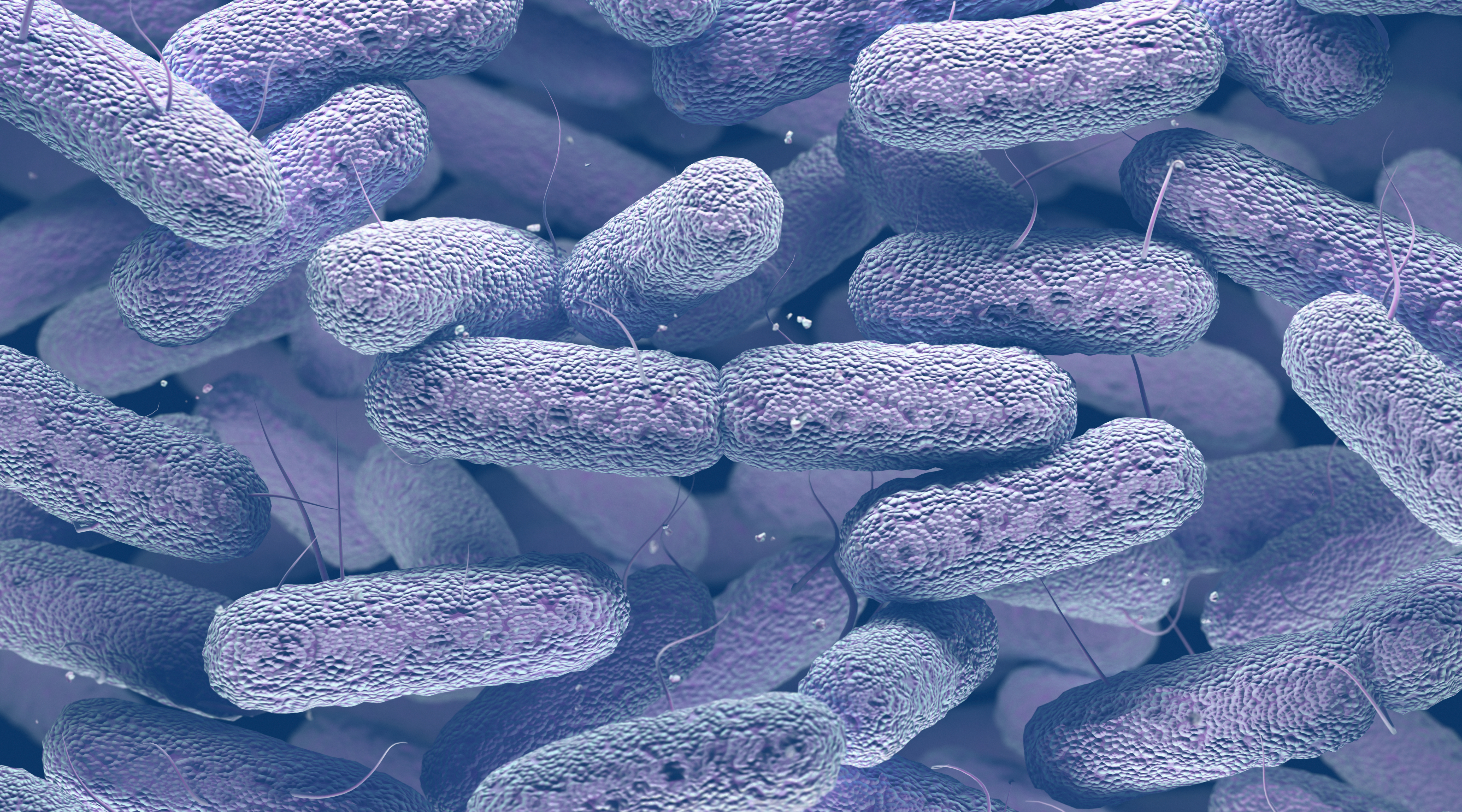 Микробиологические на аэробные микроорганизмы. Бактерия клебсиелла. Бактерии семейства Enterobacteriaceae. Klebsiella pneumoniae под микроскопом. Диплобацилла Фридлендера.