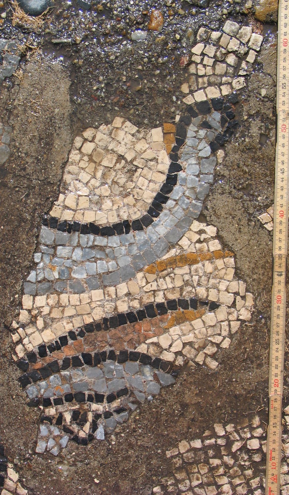Fragment with head and body of dolphin