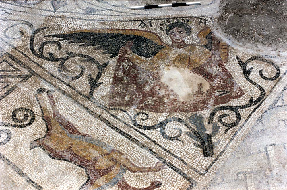 Room F. Winged female season