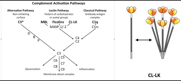 Fig. 1 A) Komplementsystemet med sine tre aktiveringsveje og effektor-funktioner. CL-LK er en del af lektin aktiveringsvejen, og beror på genkendelse ”fremmede” (ikke-selv) glycconjugater, ofte med mannose enheder på deres terminale positioner. B) Oligomer struktur af CL-LK, lavet af CL-L1 (gul) og CL-K1 (orange). De farvede domæner svarer til lektin domænet, der binder til fremmede glycoconjugater.