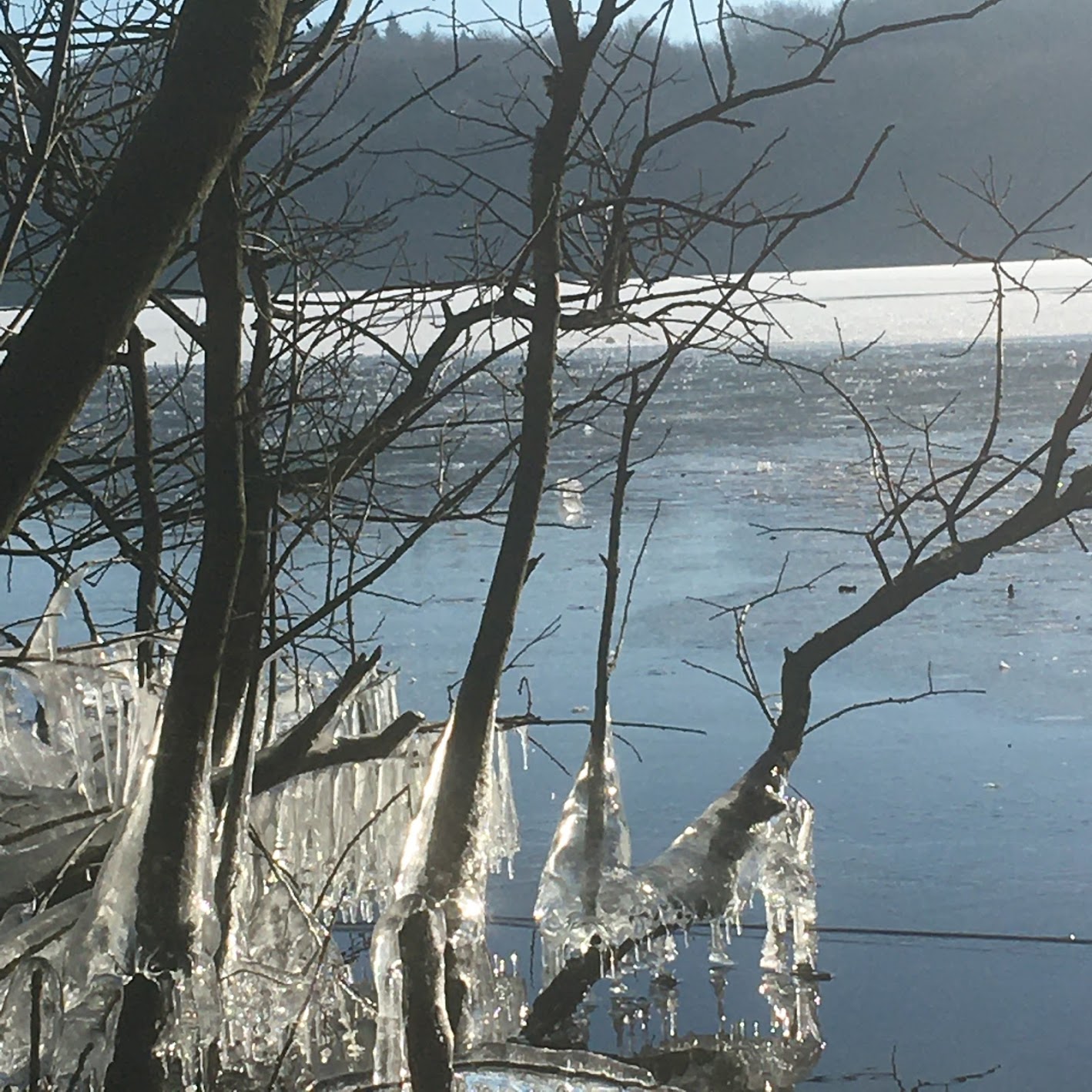 Frosne grene i en sø