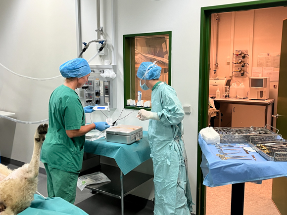 Two women from the TeleGraft project performing surgery on sheep