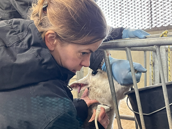A woman from the TeleGraft project is scanning a sheep
