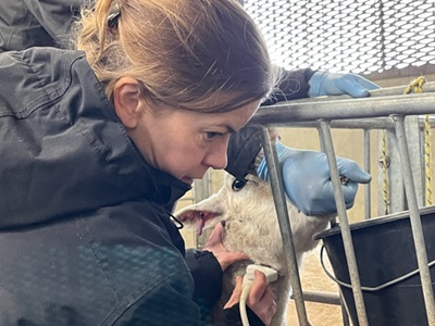 A woman from the TeleGraft project is scanning a sheep