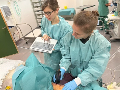 Two women from the TeleGraft project scanning a sheep