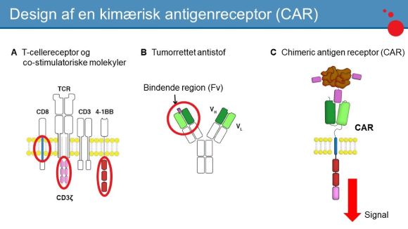 CAR-T design