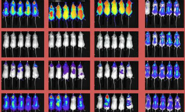 Cellulær immunterapi