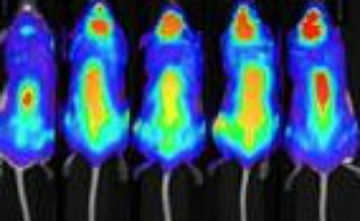 Billede af mus - Cellulær immunterapi