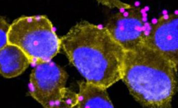 Immundefekt leucocyt