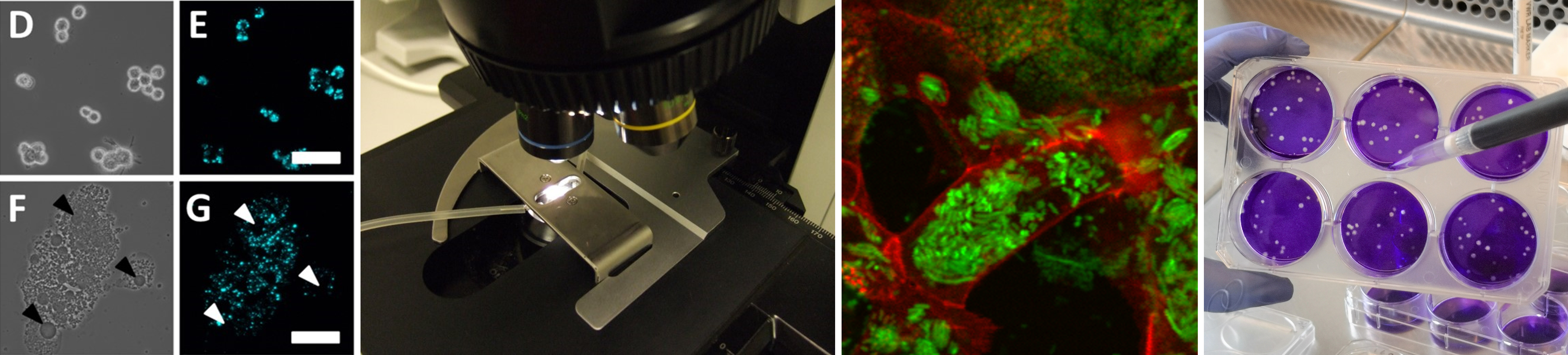 Billedcollage tea 24.4.25