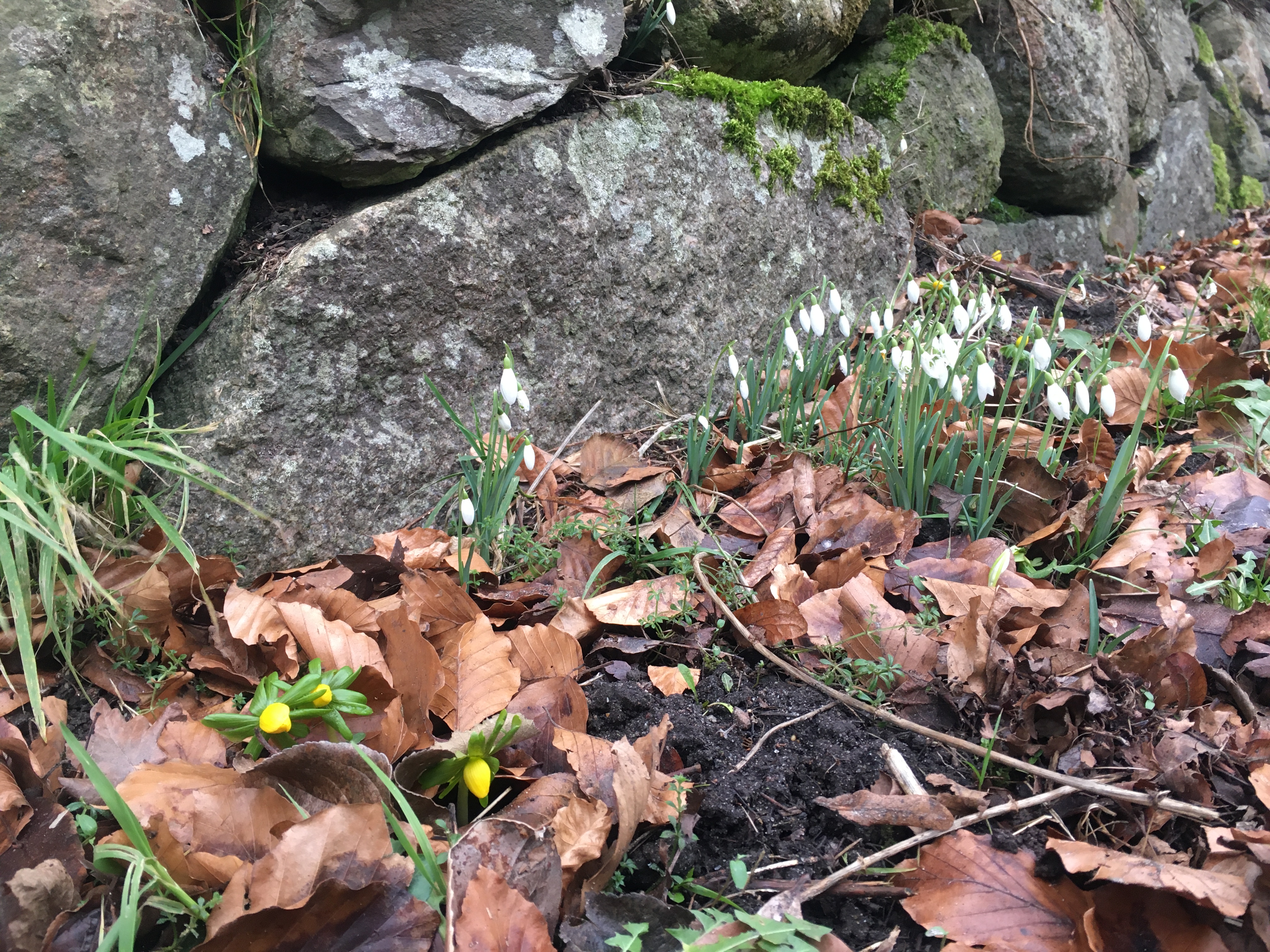 Snowdrops, Winter Aconites, and auguries of spring. Private photo