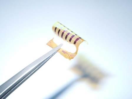 Tweezers holding a small curled flexible organic solar cell strip.