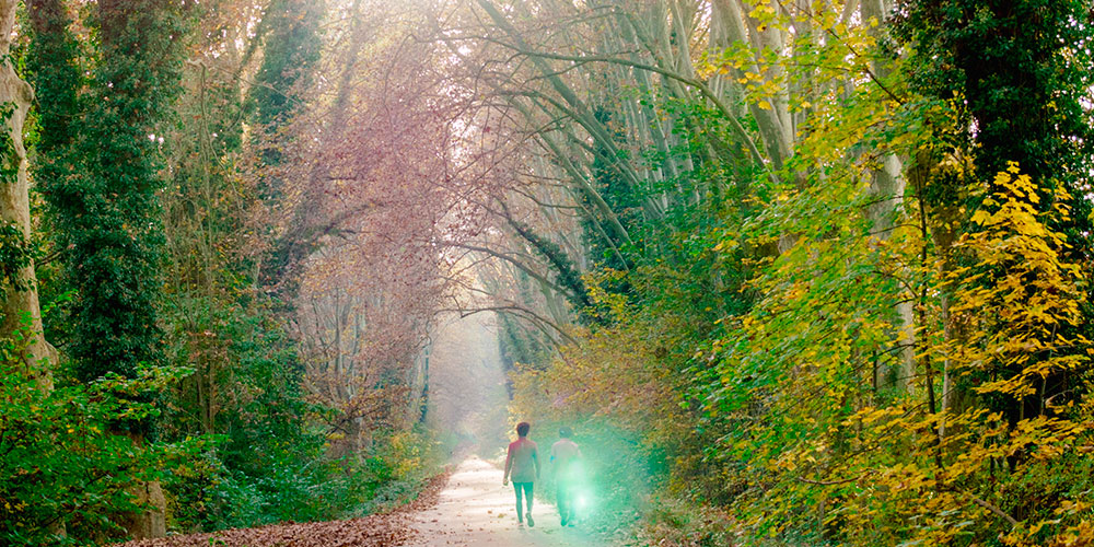 Two people walking on a long path in a big forest