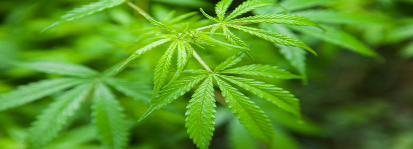 Nærbillede af grønne cannabisblade med sløret baggrund.