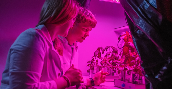 To studerende i laboratorium oplyst i pink