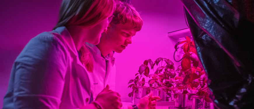 To studerende i laboratorium oplyst i pink