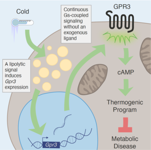 Sveidahl et al 2021 on GPR3s role in BAT thermogenesis