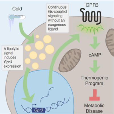 Sveidahl et al 2021 on GPR3s role in BAT thermogenesis