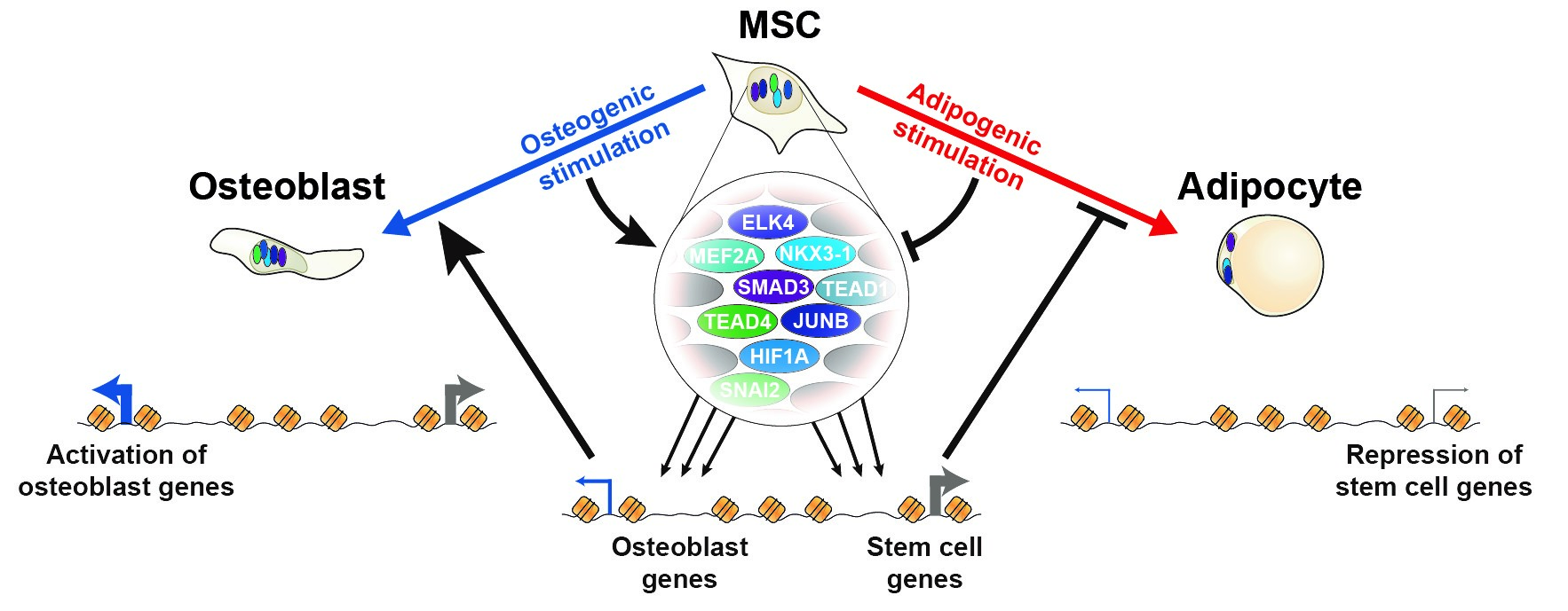OsteoblastVSAdipocyte