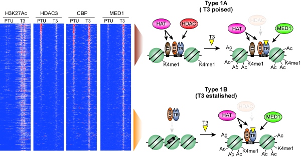 PLOS Genetics Paper Groentved