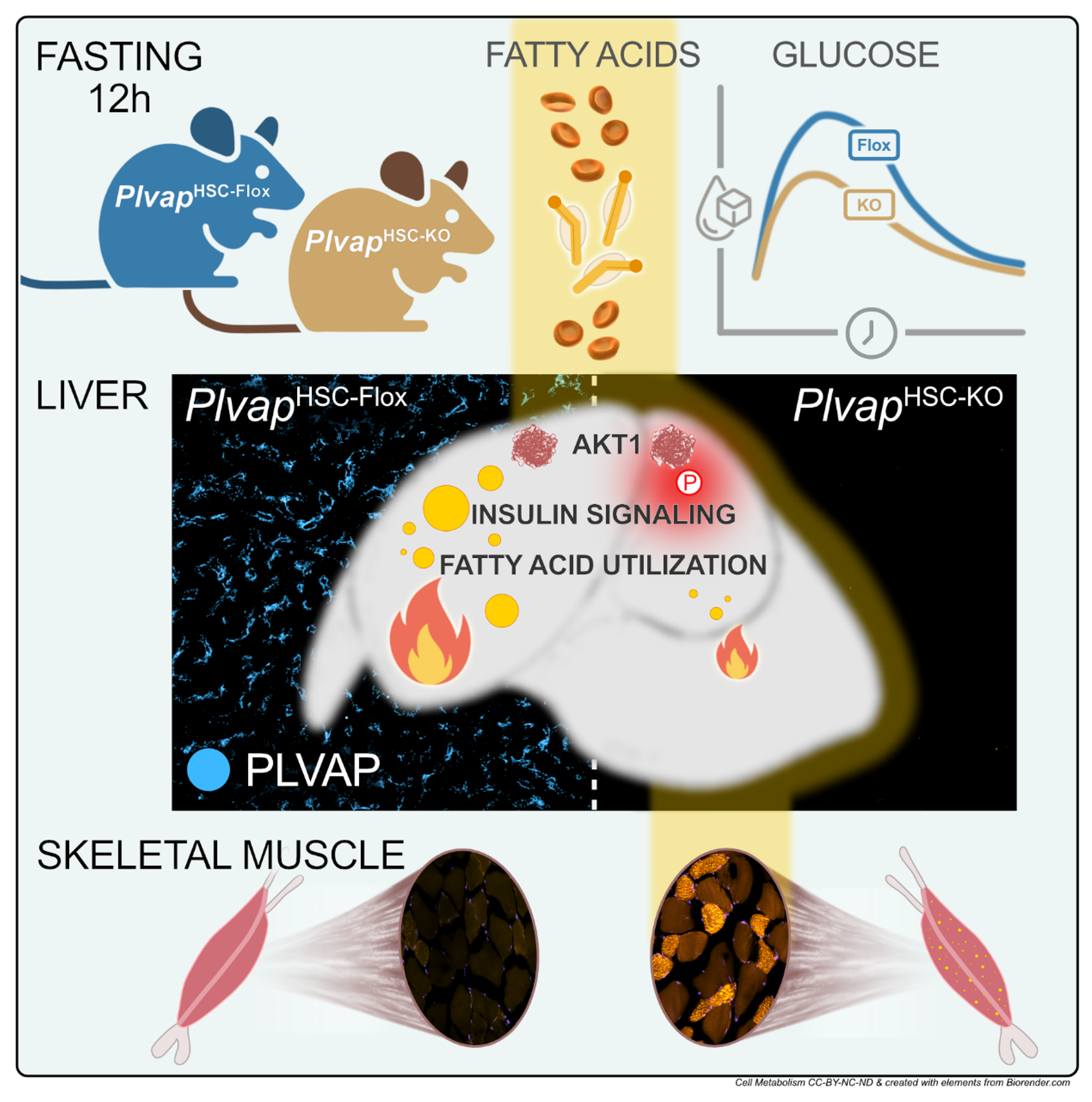 Graphic abstract of role of PLVAP in metabolic adaptation