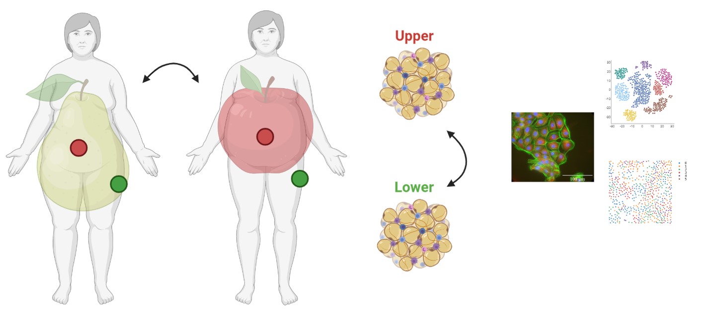 Apple and pear shaped obesity