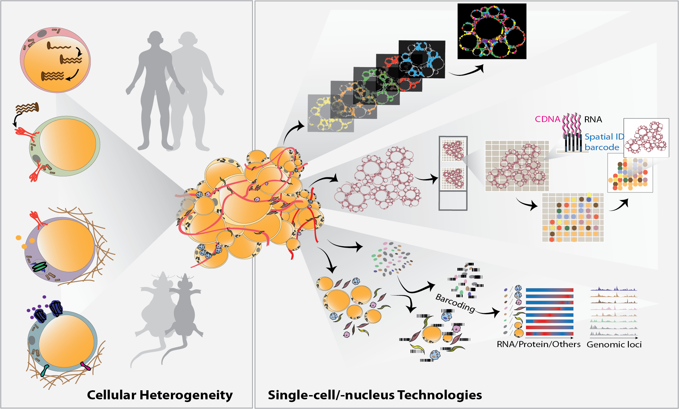 Overview figure showing key elements from review on adipose tissue at single cell resolution