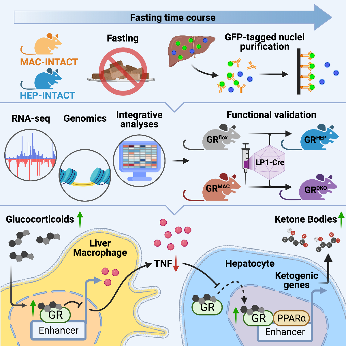Overview figure of link between immune system and fasting metabolism in liver