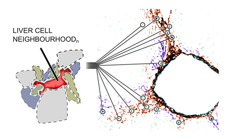 Graphic showing liver cell and illustrating spatial transcriptomics