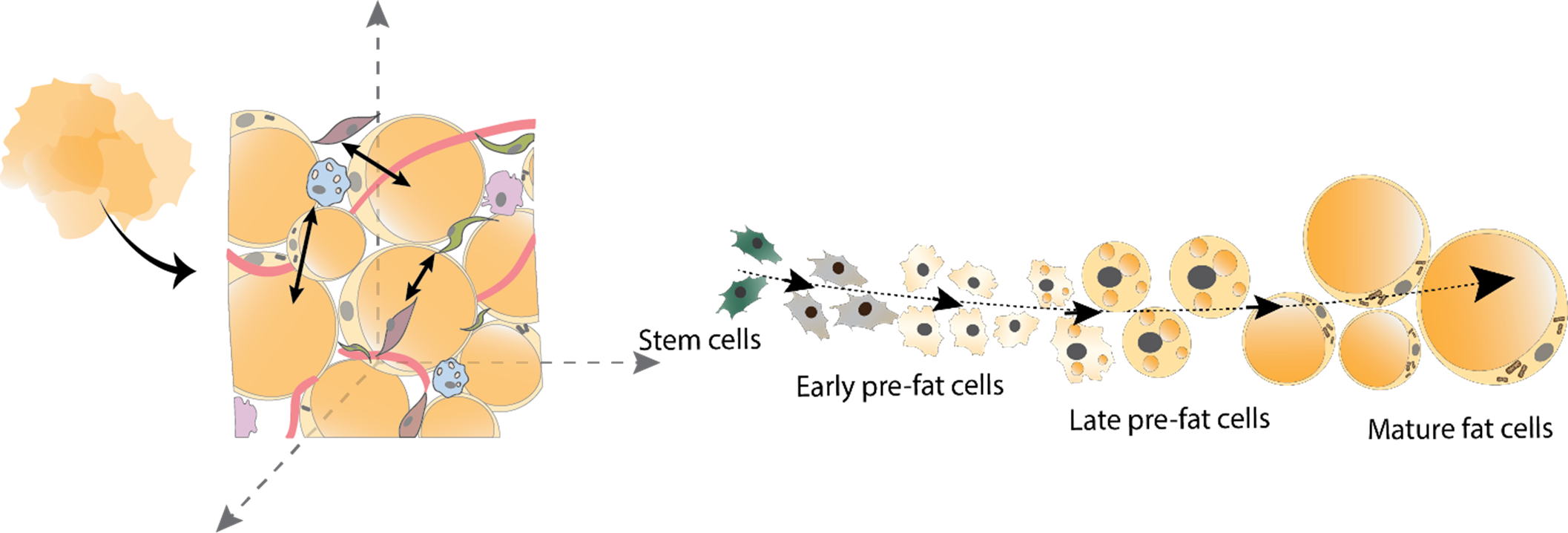 Image showing development of mature fat cells from stem cells