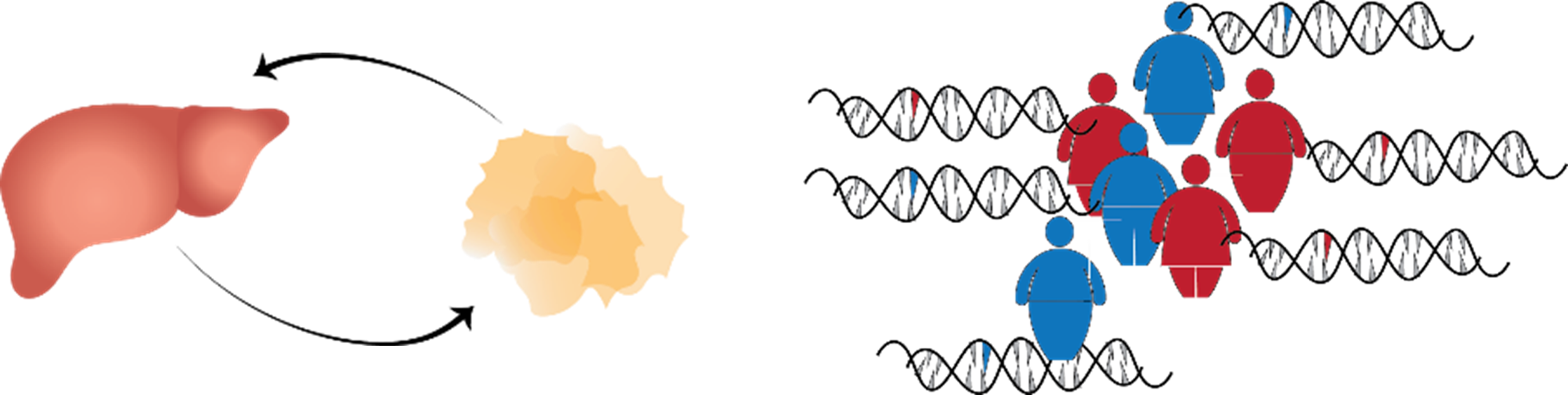 Illustration of crosstalk between hepatic and adipose tissue coupled to clinical heterogeneity